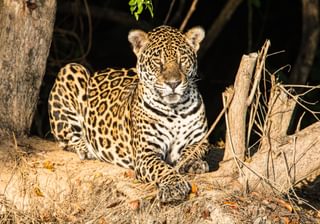 Jaguar Pantanal Brazil 2 Jaguar Pantanal Brazil 2