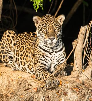 Jaguar Pantanal Brazil 2