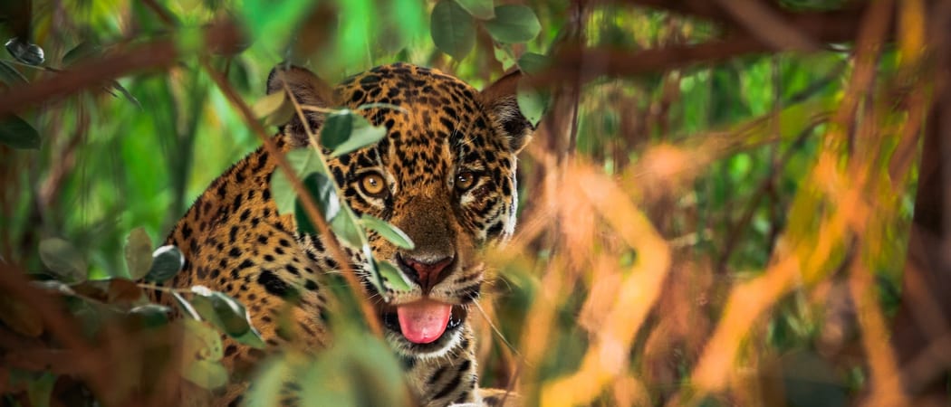 Jaguar Pantanal Brazil