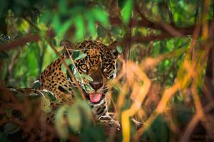 Jaguar Pantanal Brazil