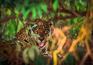 Jaguar Pantanal Brazil Jaguar Pantanal Brazil