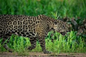 Jaguar Pantanal