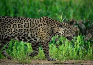 Jaguar Pantanal Jaguar Pantanal