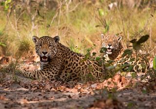 Jaguars South Pantanal Jaguars South Pantanal