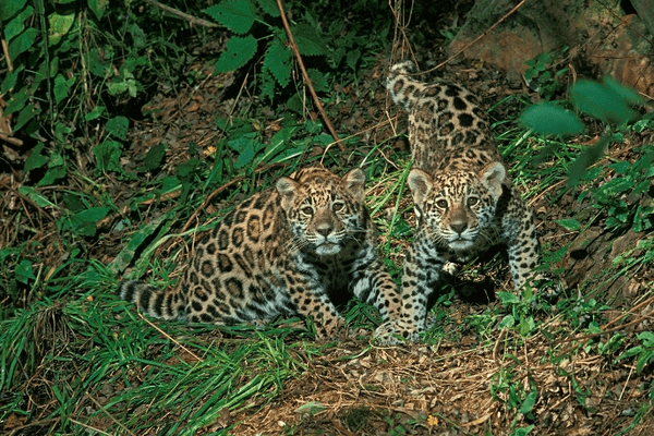 Jaguars Pantanal Brazil Jaguars Pantanal Brazil