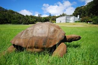 Jonathan The Giant Tortoise On St Helena