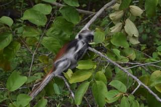 Jozani National Forest Colobus Monkey