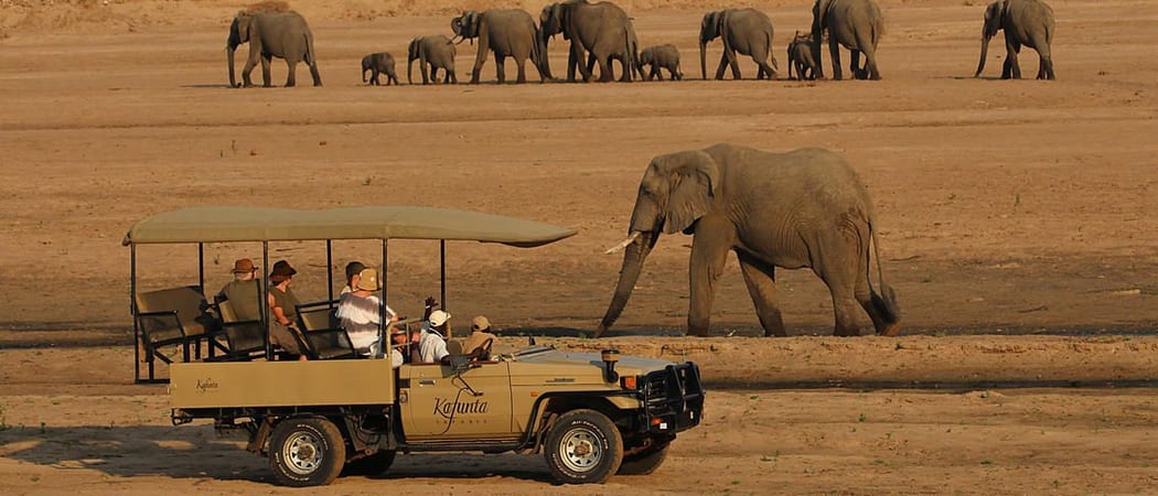 Kafunta Game Drive South Luangwa