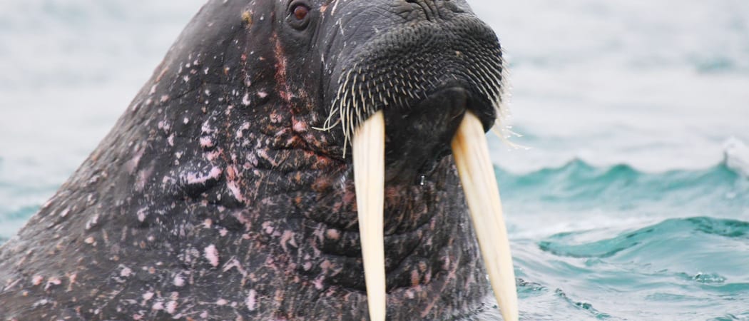 Kapp Oetker walrus Geert Kroes Oceanwide expeditions Spitsbergen Arctic Cruise