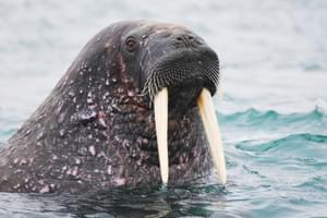 Kapp Oetker walrus Geert Kroes Oceanwide expeditions Spitsbergen Arctic Cruise