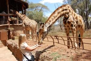 Karen  Residence Giraffe Sanctuary