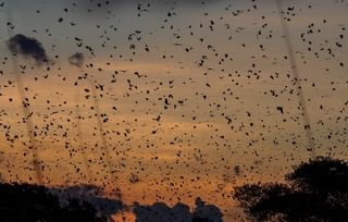 Kasanka Bat Migration Kasanka Bat Migration