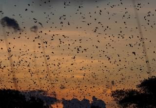 Kasanka Bat Migration