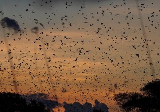Kasanka Bat Migration Kasanka Bat Migration