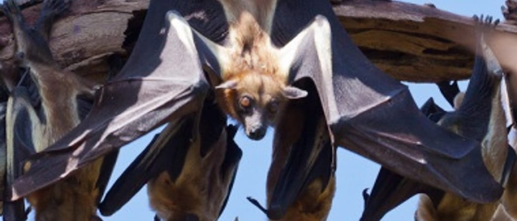 Kasanka Fruit Bat Zambia