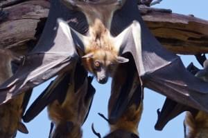 Kasanka Fruit Bat