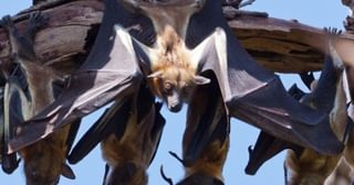 Kasanka Fruit Bat Zambia Kasanka Fruit Bat Zambia