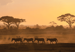 Kenya Africa Safari Canva pro Kenya Africa Safari Canva pro