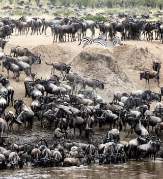 Kenya Wildebeest Migration