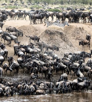 Kenya Wildebeest Migration Kenya Wildebeest Migration