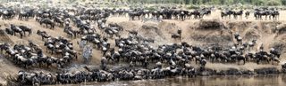 Kenya Wildebeest Migration