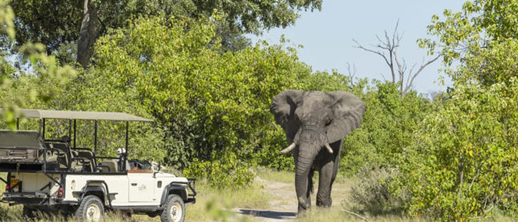 Khwai Guest House game drive 006