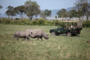 Kichwa  Tembo  Game  Drive