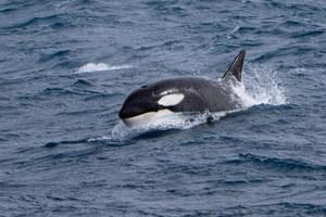 Killer whale orca Falkland islands