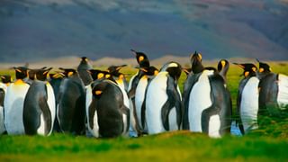King Penguins Falkland Islands Canva Pro King Penguins Falkland Islands Canva Pro
