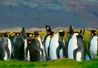 King Penguins Falkland Islands Canva Pro King Penguins Falkland Islands Canva Pro