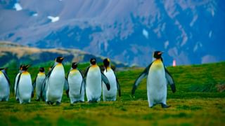 King Penguins Falkland Islands canva pro King Penguins Falkland Islands canva pro