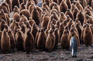 King penguin juveniles Falkland islands