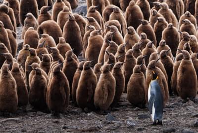 King penguin juveniles Falkland islands