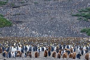 King penguins Salisbury Plain South Georgia Falklands Martin van Lokven Oceanwide Expeditions min