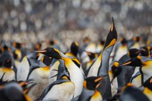 King penguins mass South Georgia Falkland Islands Antarctica
