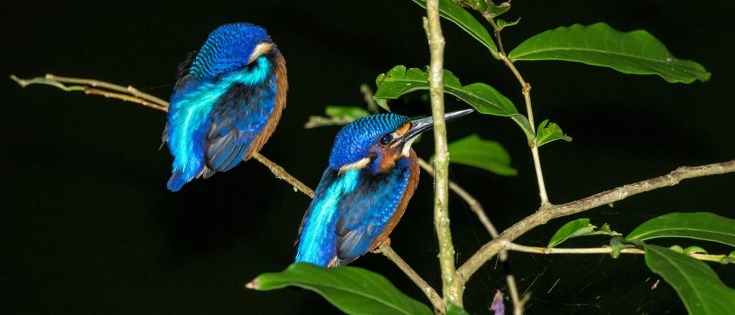 Kingfisher Borneo