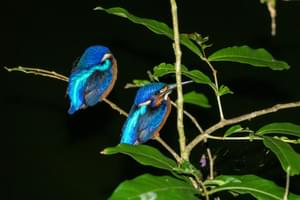 Kingfisher Borneo