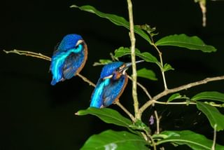 Kingfisher Borneo Kingfisher Borneo