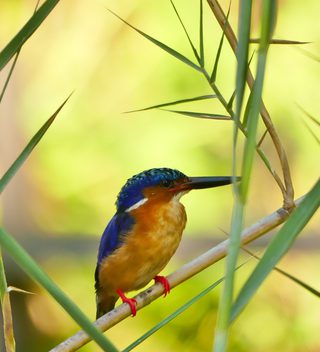 Kingfisher