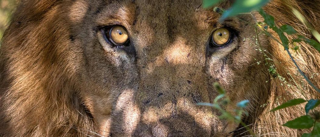 Kings Pool Lion