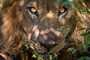 Kings Pool Lion Kings Pool Lion