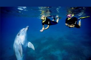 Kisite Marine Park Dolphins 2 Pilli Pipa Ocean World 1030X687 Kisite Marine Park Dolphins 2 Pilli Pipa Ocean World 1030X687