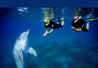 Kisite Marine Park Dolphins 2 Pilli Pipa Ocean World 1030X687