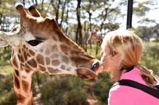 Kissing A Giraffe At Nairobi Giraffe Centre In Kenya
