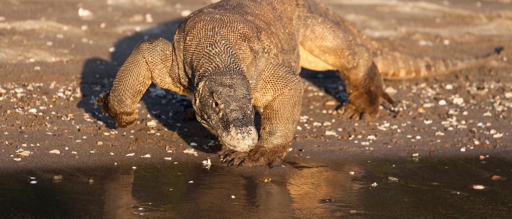 Komodo Dragon drinking in Komodo National Park Indonesia