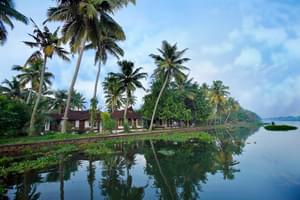 Kottayam  Palms In The  Kerala Backwaters