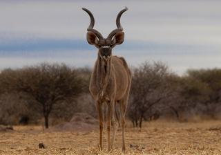 Kudu Kruger National P Ark South Africa