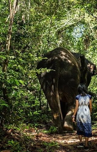 Kulen Elephant Forest Cambodia