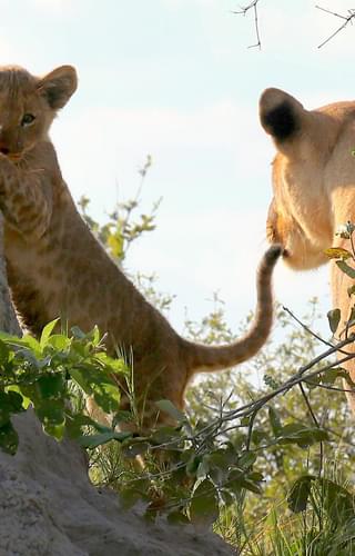 Lioness and Cub in Linyanti