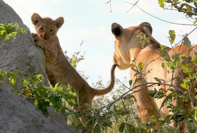 Lioness and Cub in Linyanti